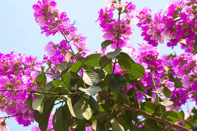 Cây Bằng Lăng: Đặc Điểm, Công Dụng, Bài Thuốc Chữa Bệnh