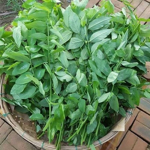 Rau ngót - Cây rau, cây thuốc quý