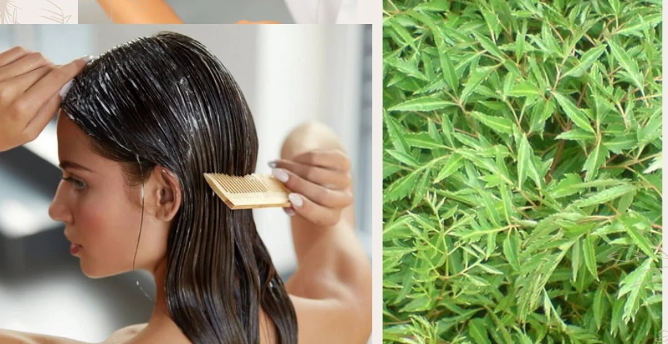 Cách làm tóc khỏe đẹp từ lá đinh lăng